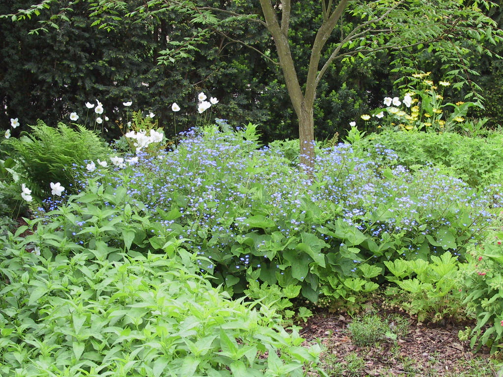 Brunnera macrophylla + Anemone sylvestris 2.jpg